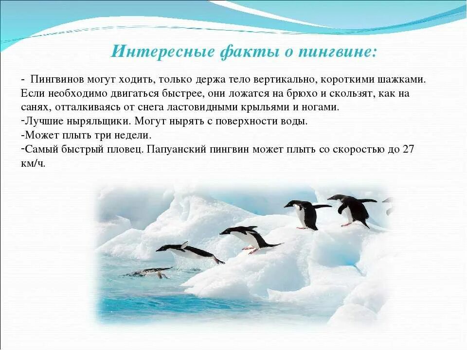 Рассказ про пингвина 1 класс. Интересные факты о пингвинах. Удивительные факты о пингвинах. Интересное о пингвинах для детей. Интересные факты перо пингивинов.