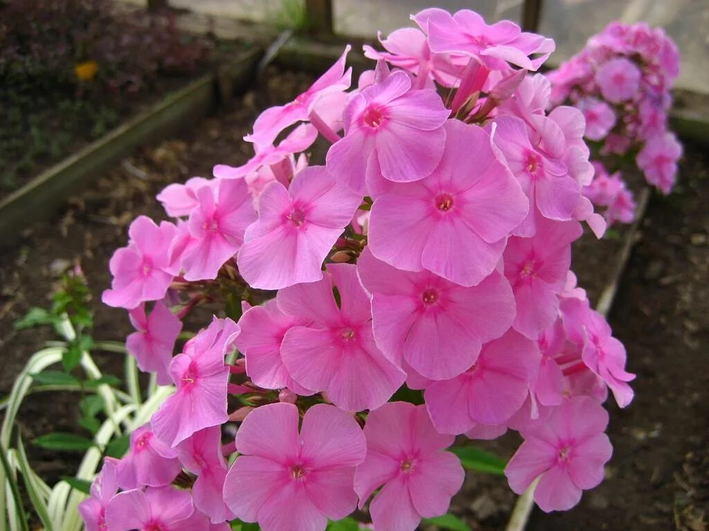 Флокс метельчатый кокетка. Флокс метельчатый sandringham. Выращивание флоксов метельчатых. Флокс метельчатый мисс мэри. Флокс метельчатый.