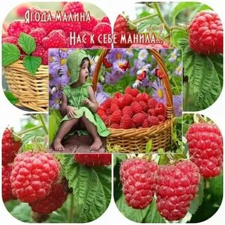 Песня цветет малина слушать