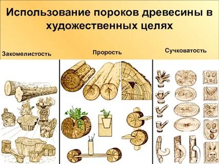 Заготовка древесины пороки древесины технология 6 класс