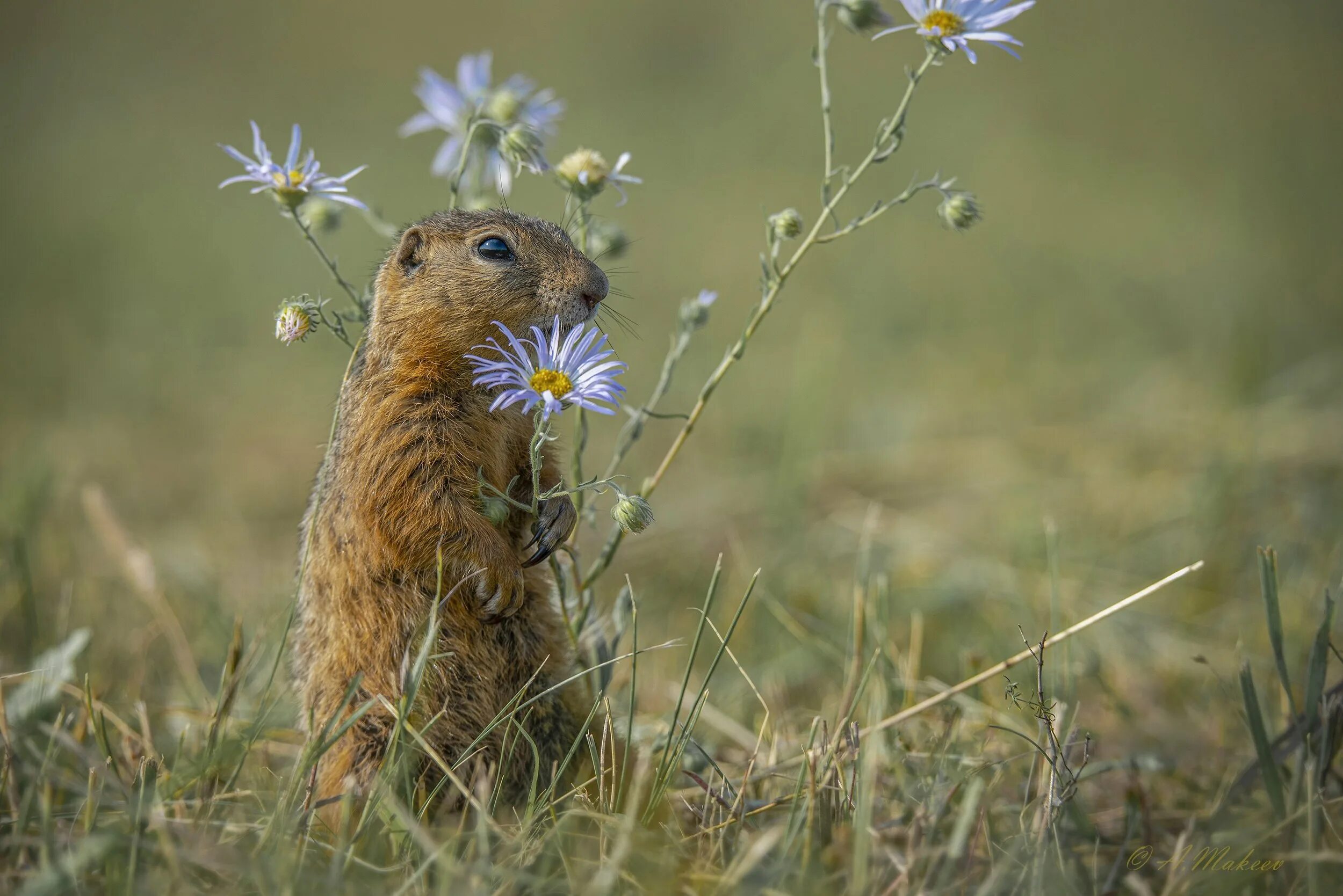 Суслик летом. Даурского суслика (Spermophilus dauricus. Сурок полевой Байбак. Сурок Луговой. Суслик Эверсмана.