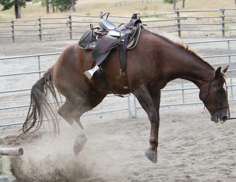 СТО лошадей. Жеребец лошадь 960×540. Хорс хехе. Canter Horse.