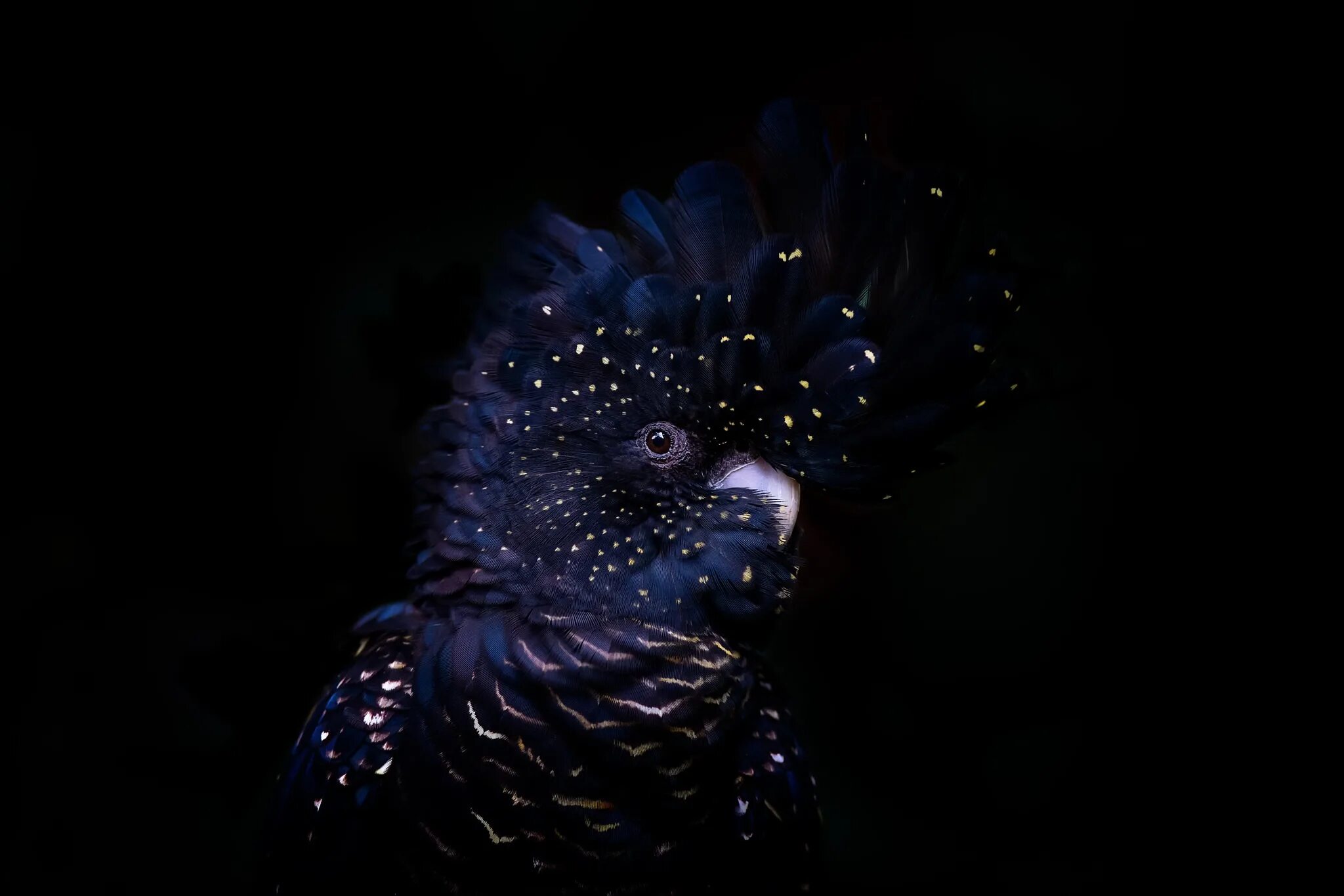 Черный попугай. Синяя птица на черном фоне. Попугай на темном фоне. Тёмный попугай на емгом фоне. Попугаи в темноте