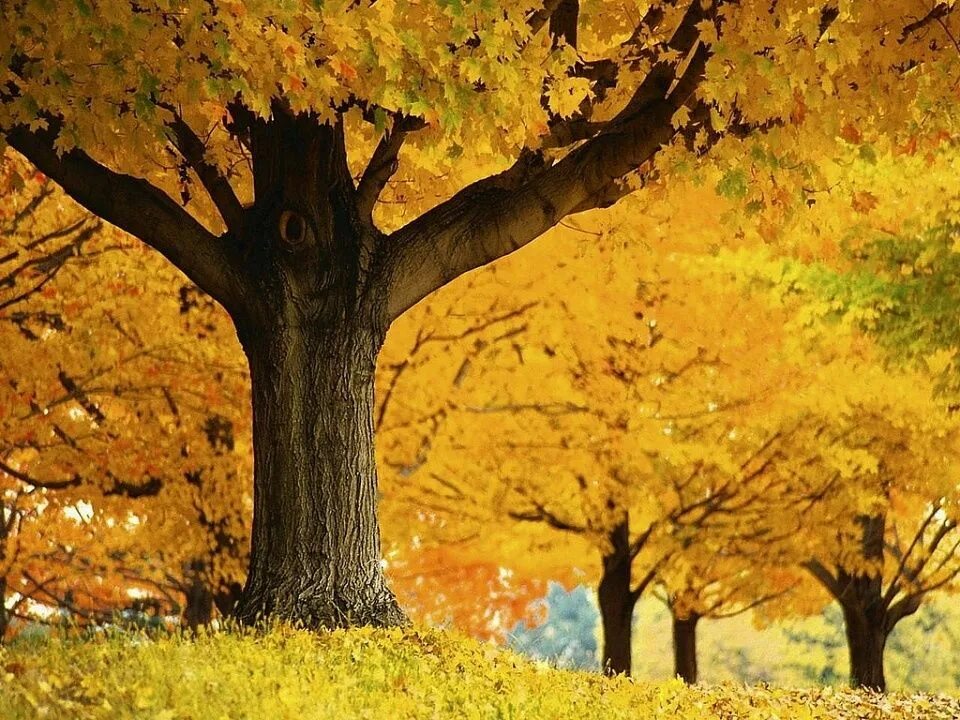 Tree fall