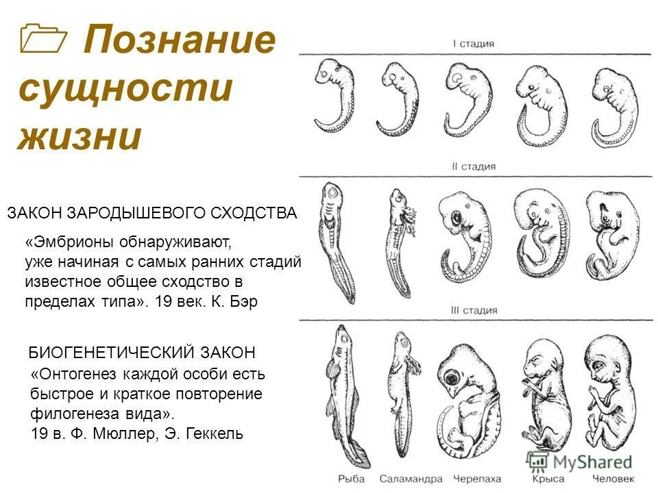 данные эмбриологии. стадии развития зародыша позвоночных. эмбриологические доказательства биогенетический закон. строение головастика. данные эмбриологии.