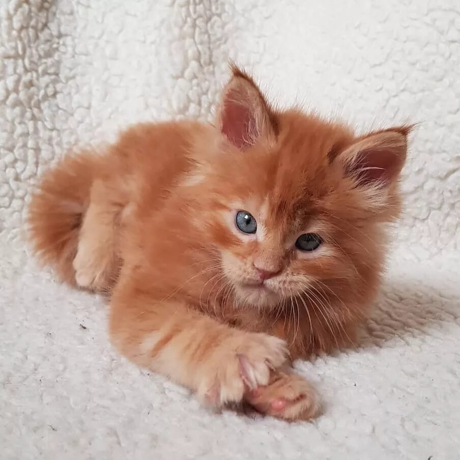 Сибирский Мейн кун рыжий. Мейн кун рыжий. Котенок Мейн кун рыжий 1 месяц. Мейн кун рыжий котенок. Куплю котенка в московской области недорого