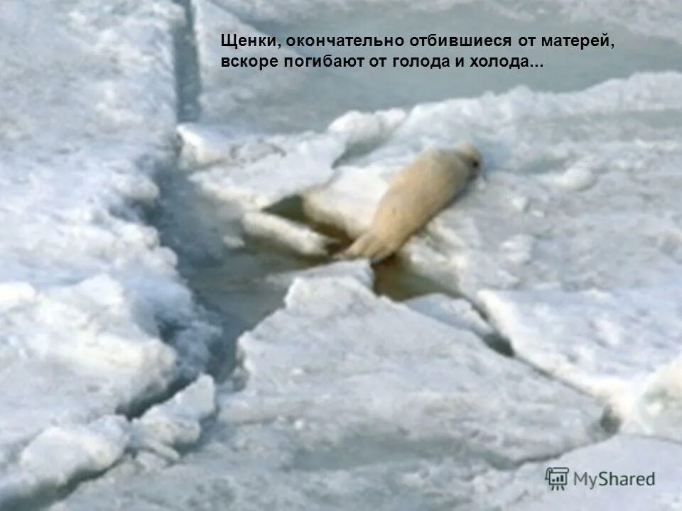 погибнуть от холода. бомж в шубе. погибнуть от холода. британия мерзнет. погибнуть от холода.