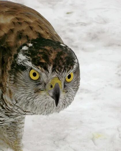 Лунь канюк тетеревятник. Ястреб-тетеревятник сибирский. Лунь канюк тетеревятник. Ястреб-тетеревятник. Ястреб краснохвостый сарыч.