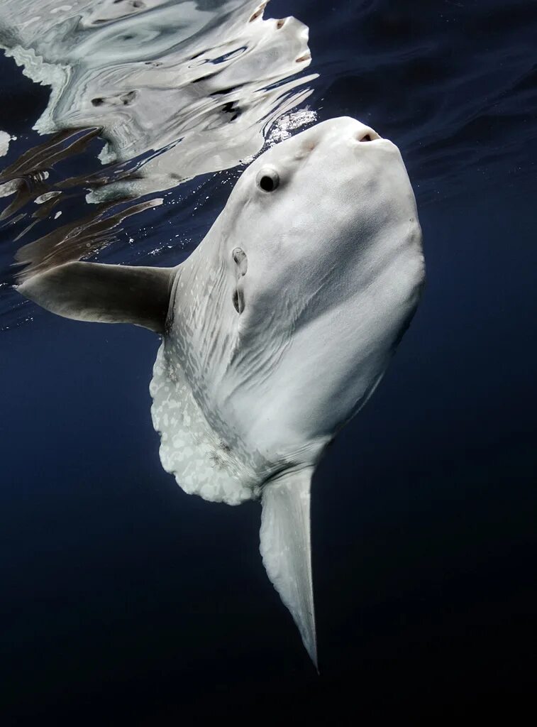 Как выглядит мола. Обыкновенная острохвостая луна-рыба. Mola mola рыба. Mola mola рыба. Mola mola рыба.