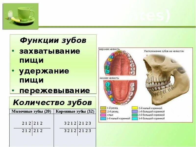 Функции зубной системы. Пищеварение в ротовой полости строение зубов. презентация по биологии пищеварение в ротовой полости. функции зубов в пищеварении. зубы функции в пищеварении.