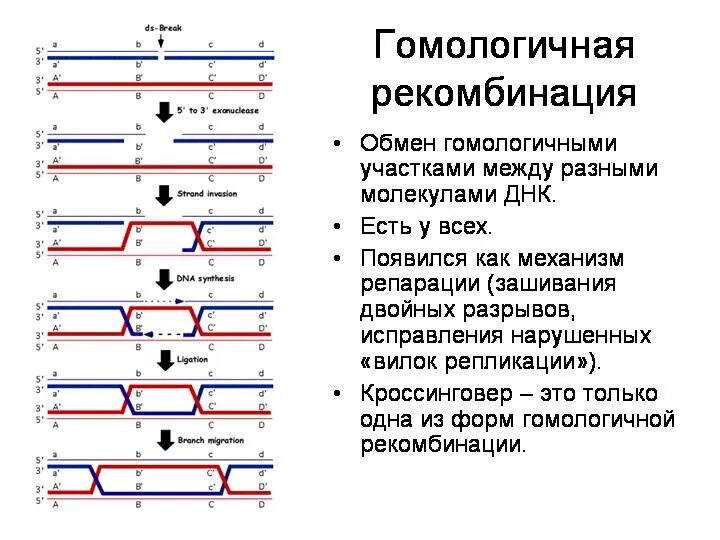 Определение рекомбинации. Механизм гомологичной рекомбинации у бактерий. общая схема генетической рекомбинации. генетическая рекомбинация схема. рекомбинация наследственного материала схема.