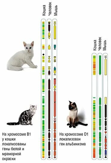 Хромосомы кошки. Хромосомы кошки и кота. Сколько хромосом у кошки домашней.