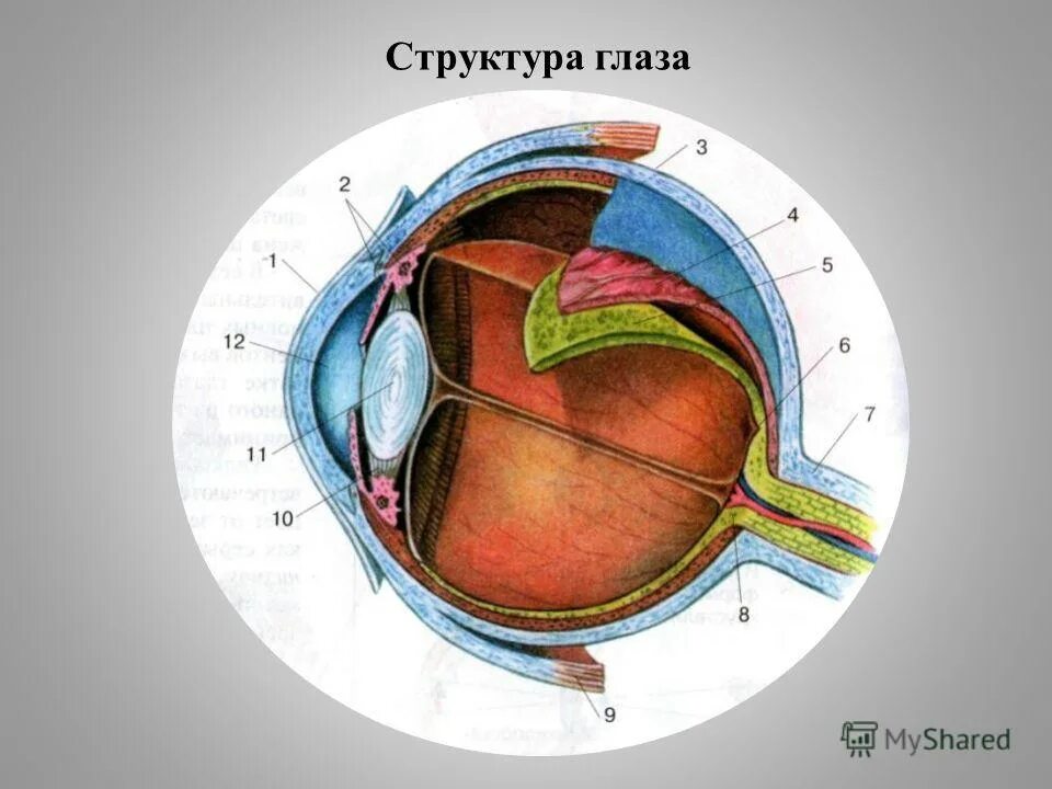 Строение глаза человека 8 класс