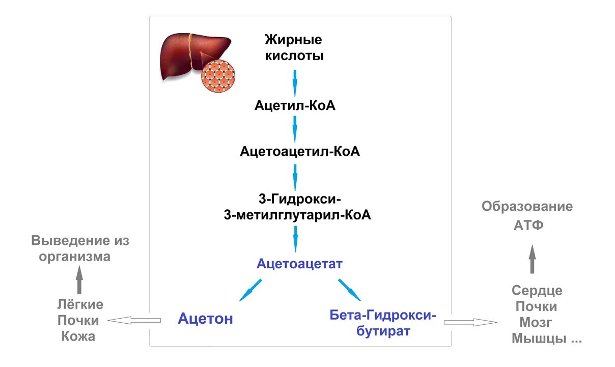 Запах ацетона изо рта рвота. АЦЕТОАЦЕТИЛКОА - ацетоацетат. Ацетоацетил КОА-ацетил КОА-ацетилхолин Тип реакций. Ацетон в организме человека. Запах ацетона изо рта.