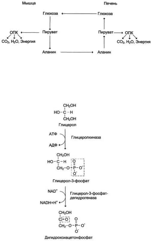 Синтез Глюкозы из глицерол. Реакции синтеза глицерол-3-фосфата из Глюкозы. Синтез глицерол 3 фосфата из Глюкозы. Схема синтеза Глюкозы из глицерола. Образования глюкозы в печени