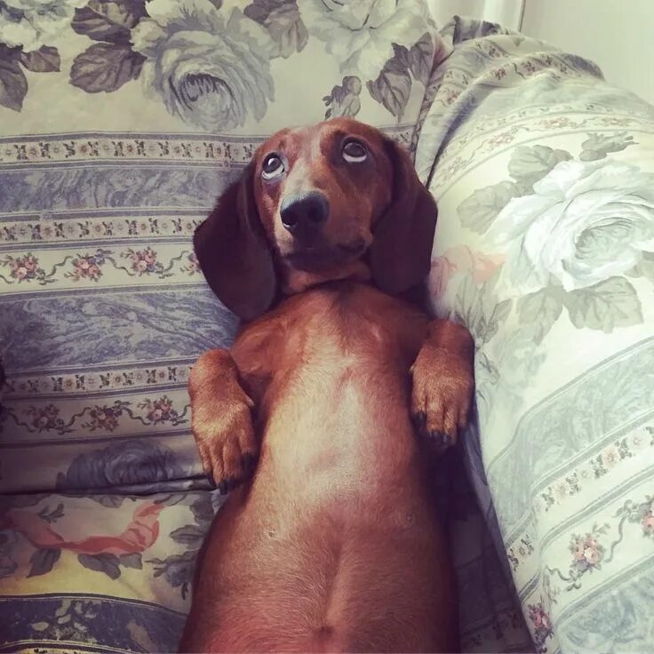 Доброе утро такса картинки прикольные Dog morning routine! Funny dachshund video! YouTube Funny dachshund, Dachshund