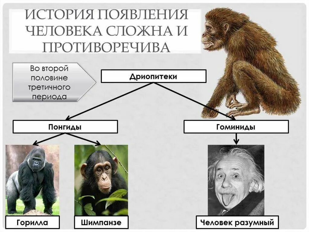 Эволюция человека дриопитек. Эволюция человека дриопитек австралопитек. Этапы эволюции человека дриопитек. Гоминиды дриопитеки. Последовательность появления человека