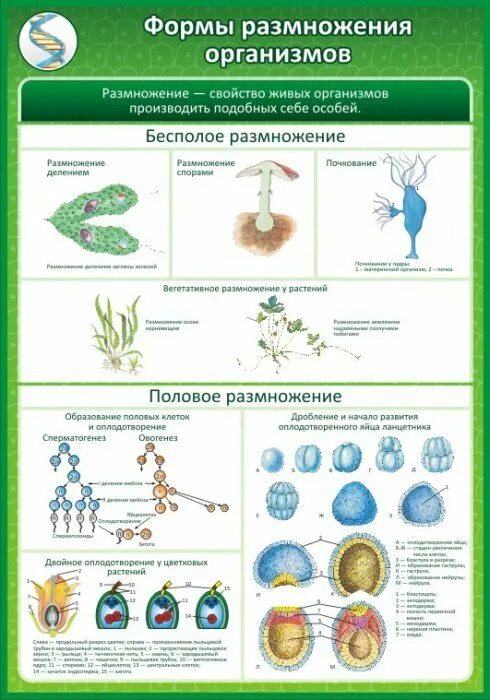 Формы размножения биология. Размножение живых организмов. Формы размножения живых организмов. Формы размножения схема. Все живые размножаются