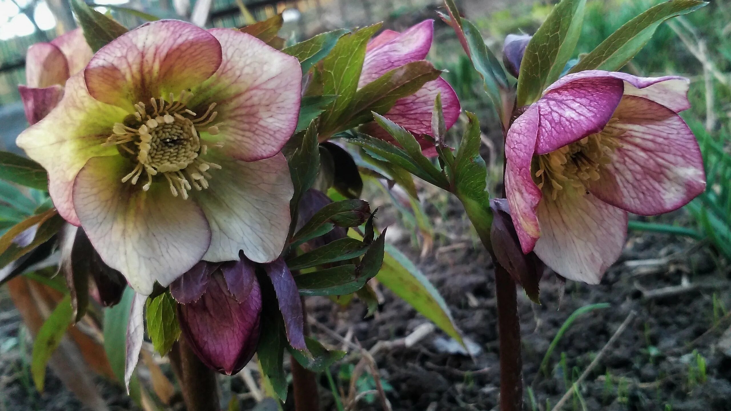 Морозник авито. Морозник геллеборус. морозник вариегатный. морозник helleborus. морозник new hybrids.