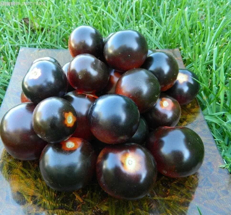 Помидоры вишня в шоколаде. Томат черная гроздь f1. Семена томат черная гроздь f1. Черри Кумато. Семена "шоколадная гроздь" томат.