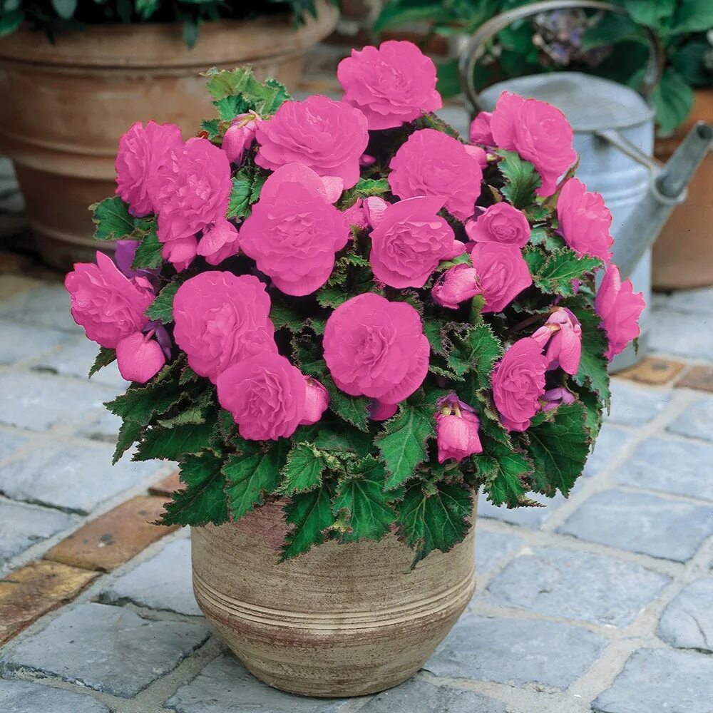 Бегония клубневая нонстоп pink. Бегония нон стоп выращивание. Бегония клубневая нонстоп мокка микс. Бегония нон стоп выращивание. Бегония нон стоп смесь.