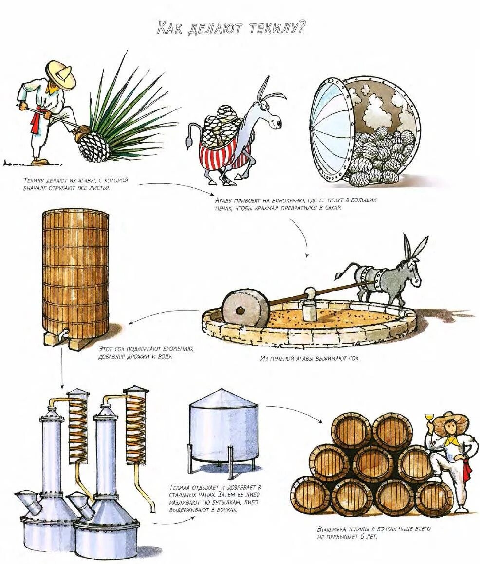 Текила как сделать. Текила из алоэ. Текила в россии. Текила домашняя. Текила как сделать.