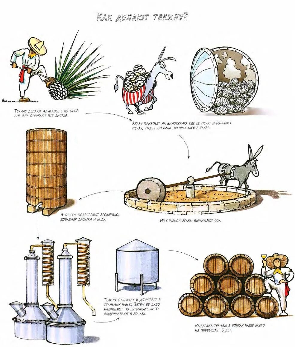 Текила как сделать. Технология производства текилы схема. Схема производства текилы красное и белое. Схема производства текилы из Агавы. Как делают текилу.