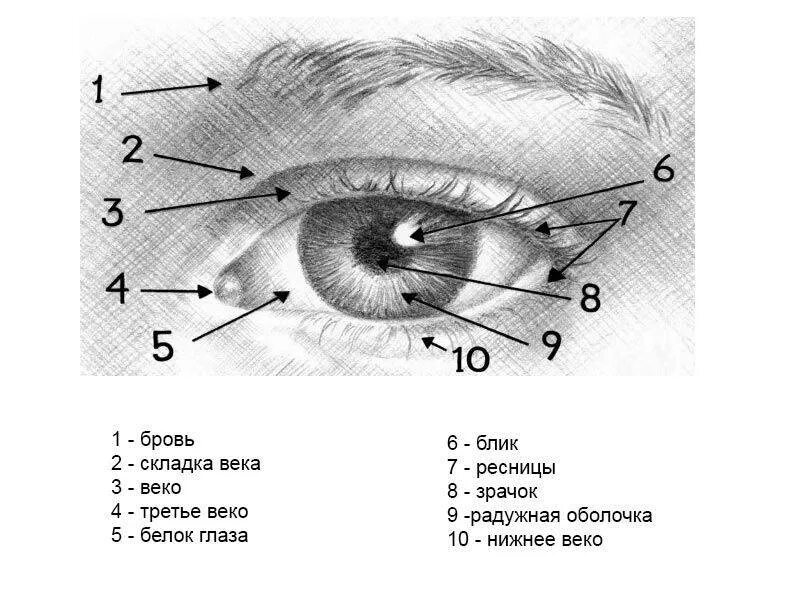 Строение глазного века схема. Строение глаза человека третье веко. Веки глаз структура. Строение глаза человека нижнее веко.