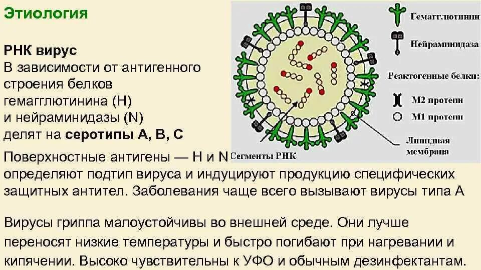 Коронавирус микробиология строение. Антигенная структура коронавируса. Схема строения вириона вируса гриппа. Схемы антигенной структуры вируса?.