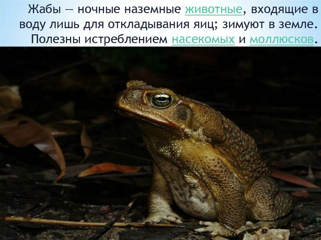 Жаба это ночное животное. Ночная жаба. Ночные животные с описанием. Ночные животные презентация. Жабы ночные или дневные животные.