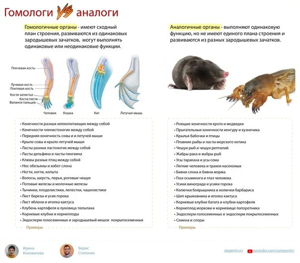 Гомологичные и аналогичные органы примеры. Органы гомологи и аналоги. Гомологичные и аналогичные органы примеры таблица. Аналогичные и гомологичные органы таблица.