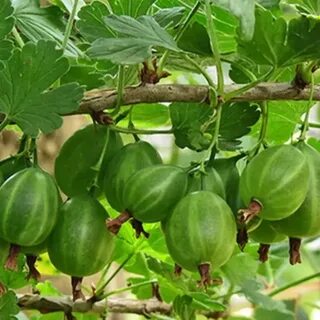 Крыжовник уральский изумруд