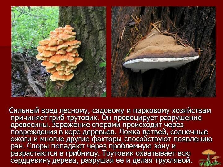 Трутовик сообщение. Трутовик гриб паразит. трутовики трутовики. трутовик ядовитый. ядовит ли гриб трутовик.