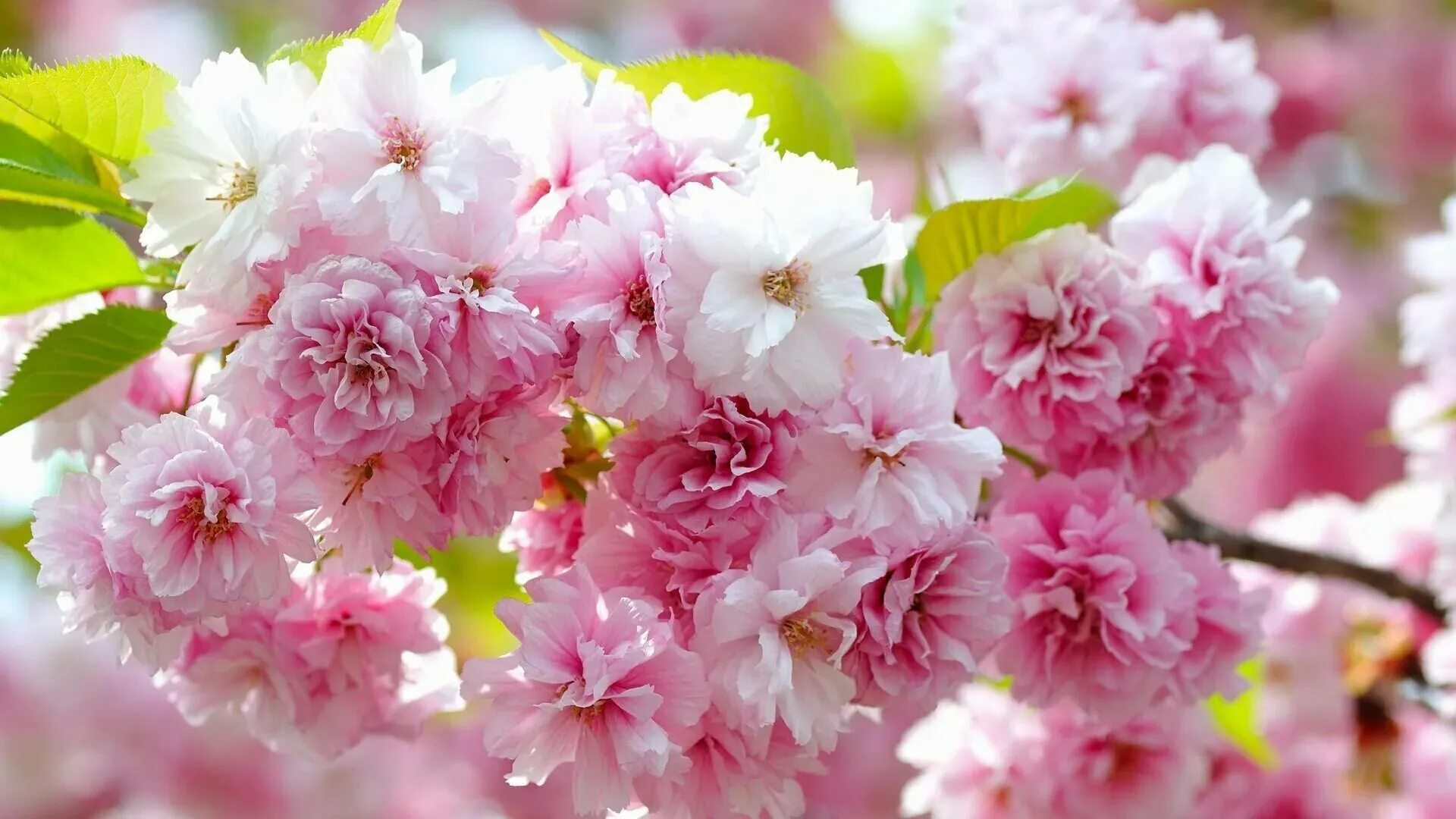 Весеннее фото на заставку. Весенние цветы. Красивые весенние цветы. Цветы Сакуры. Цветущая вишня.