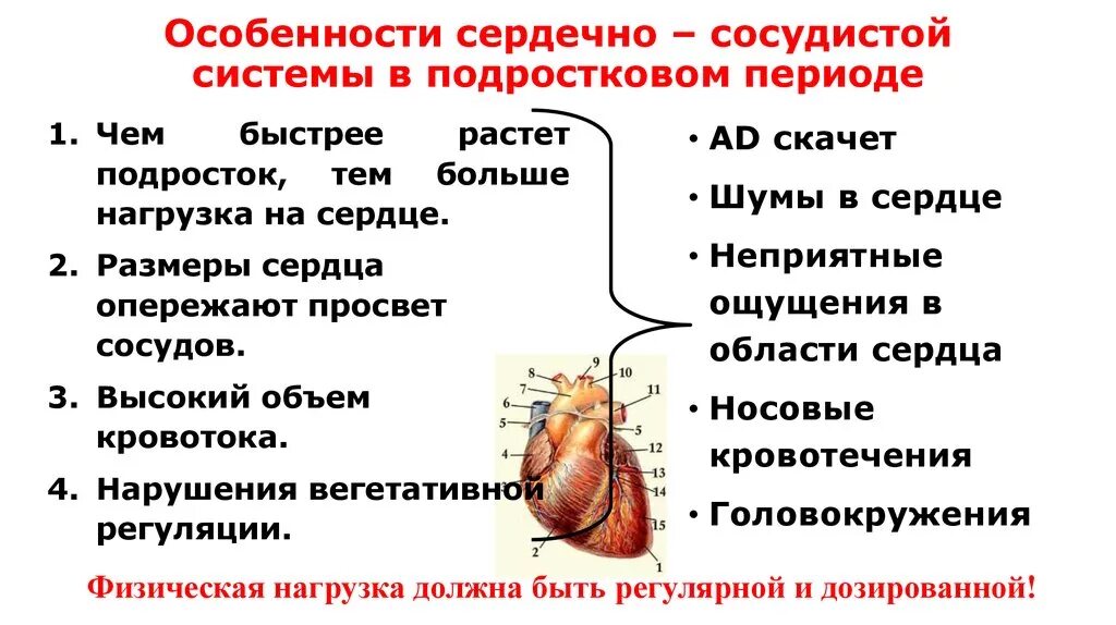 Возрастные сосудистые изменения. Особенности функционирования сердечно-сосудистой системы у детей. Возрастные особенности сердечно-сосудистой системы у детей. Возрастные особенности сердечно сосудистой системы. Особенности сердечно-сосудистой системы у подростков.