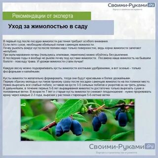Расстояние между жимолостью при посадке