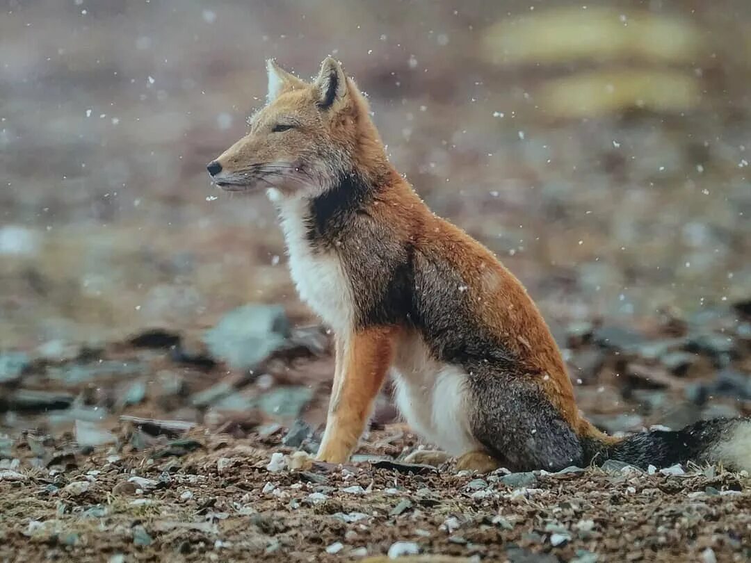 Fox time. Тибетская лисица Vulpes ferrilata. Гималайская лисица. Тибетская Песчаная лиса. Лиса Монголии.