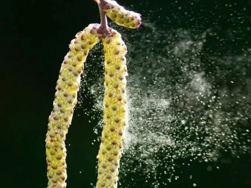 Облако пыльцы в москве. Распространение пыльцы. Дуб черешчатый ареал. Пыльца сосны микрофотография. Распространение пыльцы.