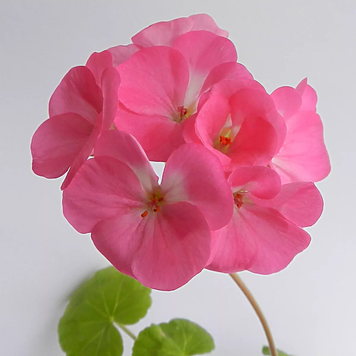 Пеларгония пеларгония зональная. Пеларгония зональная маверик ред. Пеларгония буллз ай f1 салмон. Пеларгония зональная карликовая нано f1 ред. Пеларгония зональная bullseye salmon.