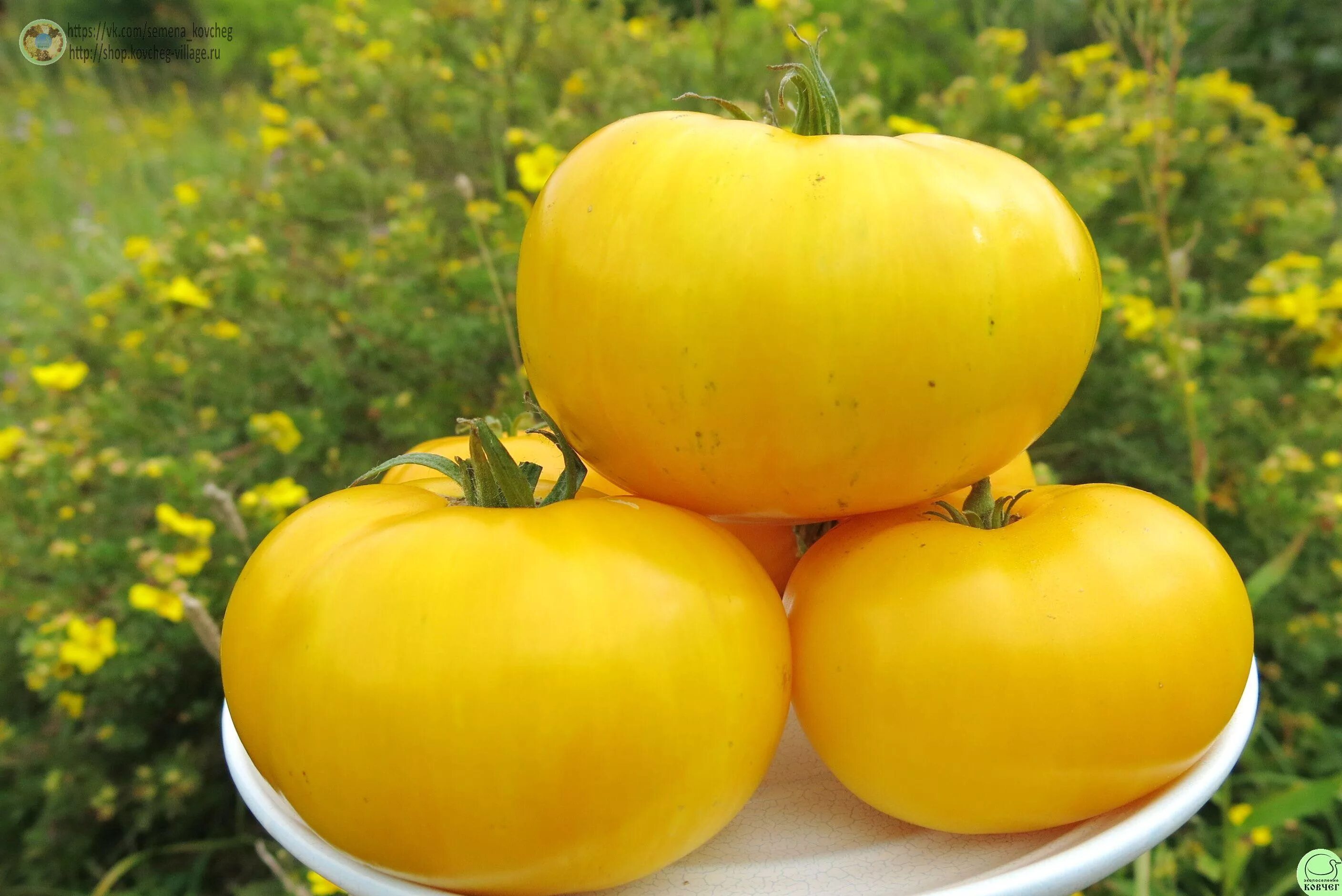Почему помидоры желтые. Томат большая желтая Зебра. Томат большая мамочка.