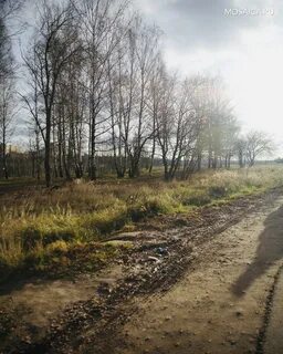 Сестрорецком парке клина