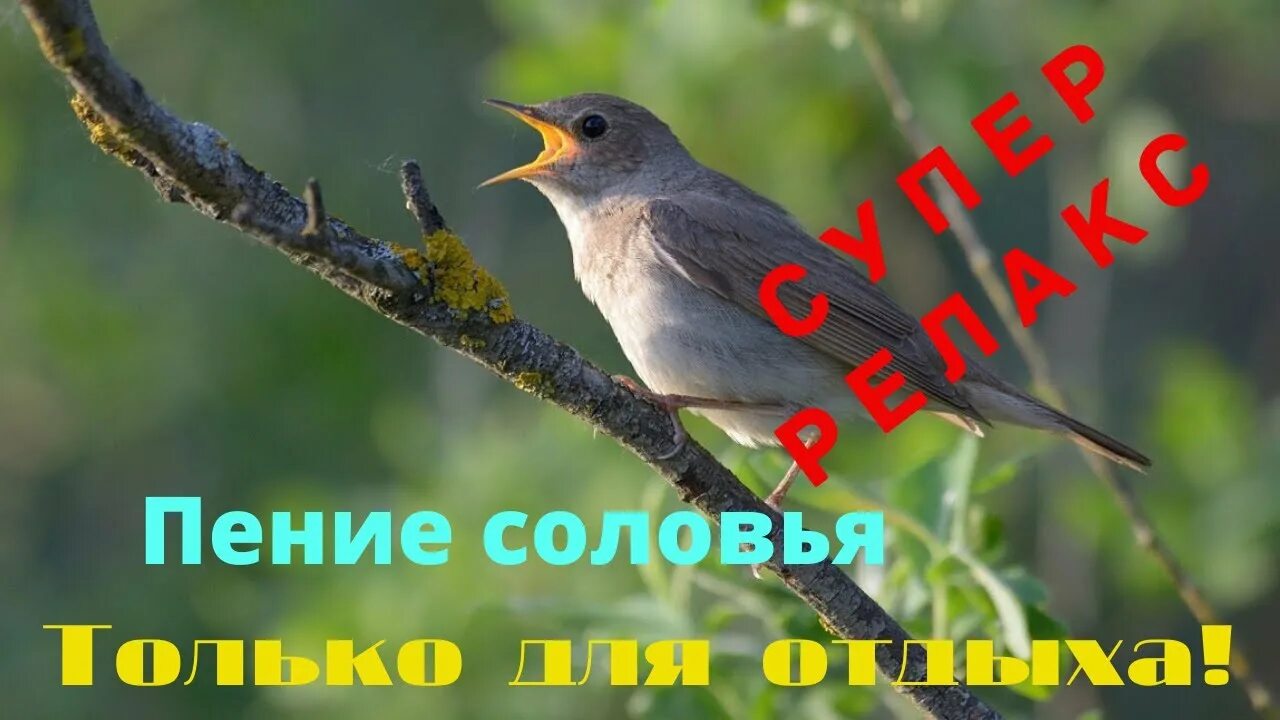 Утреннее пение соловья. Аудиозапись пения соловья. Пение соловья слушать. Аудиозапись трелей соловья. Послушать пение соловьев