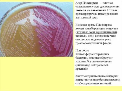 Среда для выделения сальмонелл
