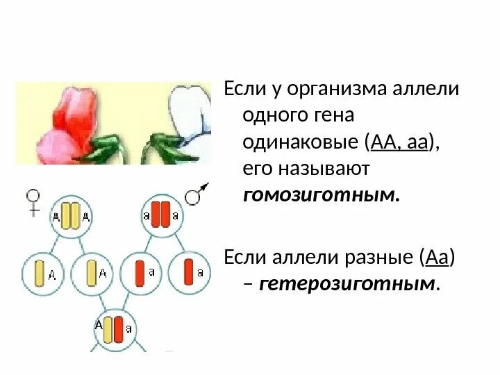 Гены и аллели. Аллель и аллельные гены. У гетерозиготного организма аллельные гены. Гомозиготные и гетерозиготные организмы это. Где аллельные гены