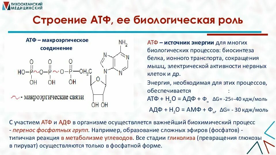 Атф групп. Приведите строение АТФ. Биологическая роль. Биологически активные гетероциклические соединения. Биологическая роль АТФ И АДФ. Функции АТФ биохимия.