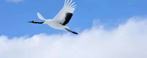 Журавли в голубом небе