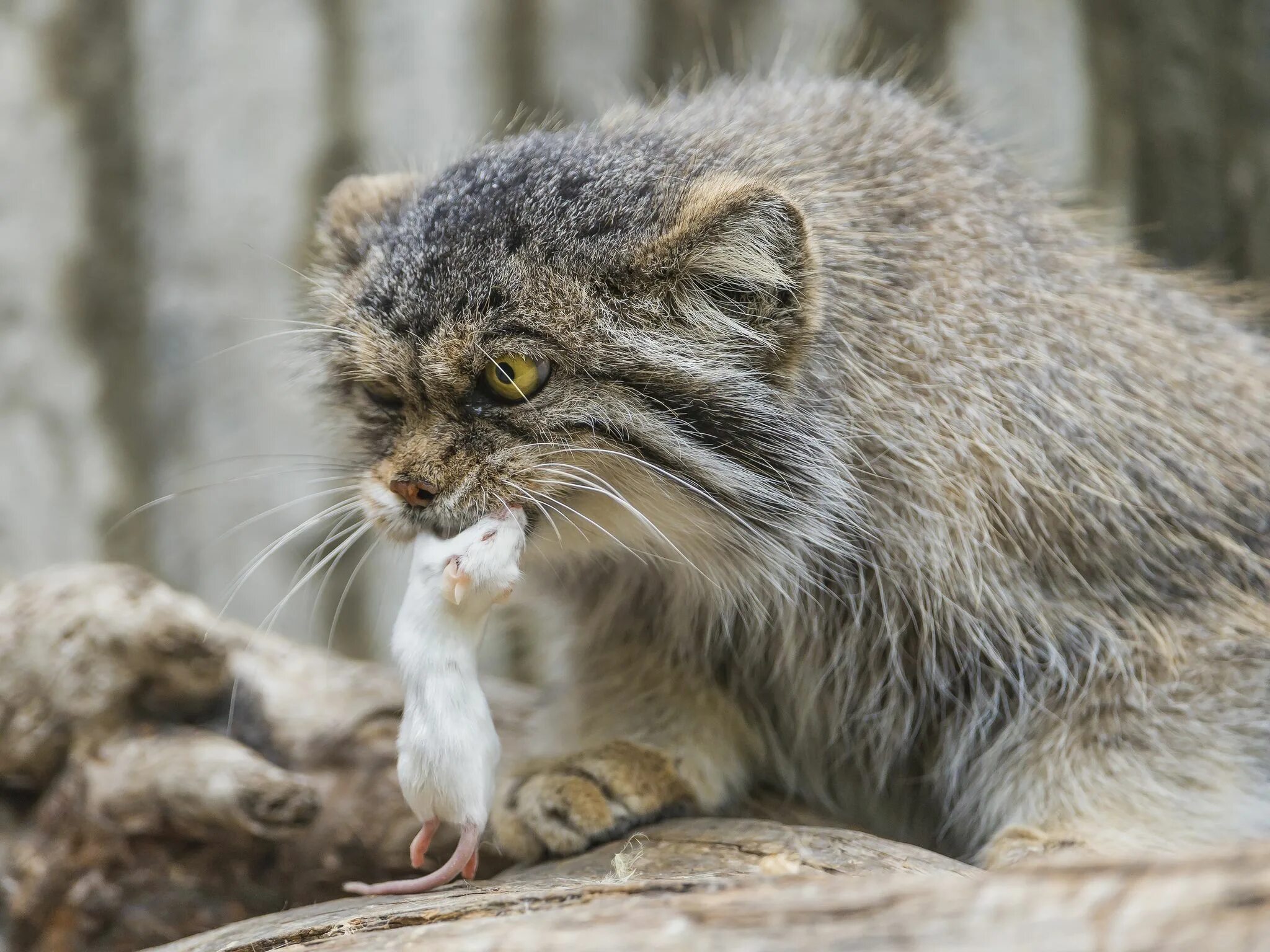 Дикий кипишь. Кот Манул. Манул Otocolobus manul. Манул (палласов кот). Кот Манул фото.