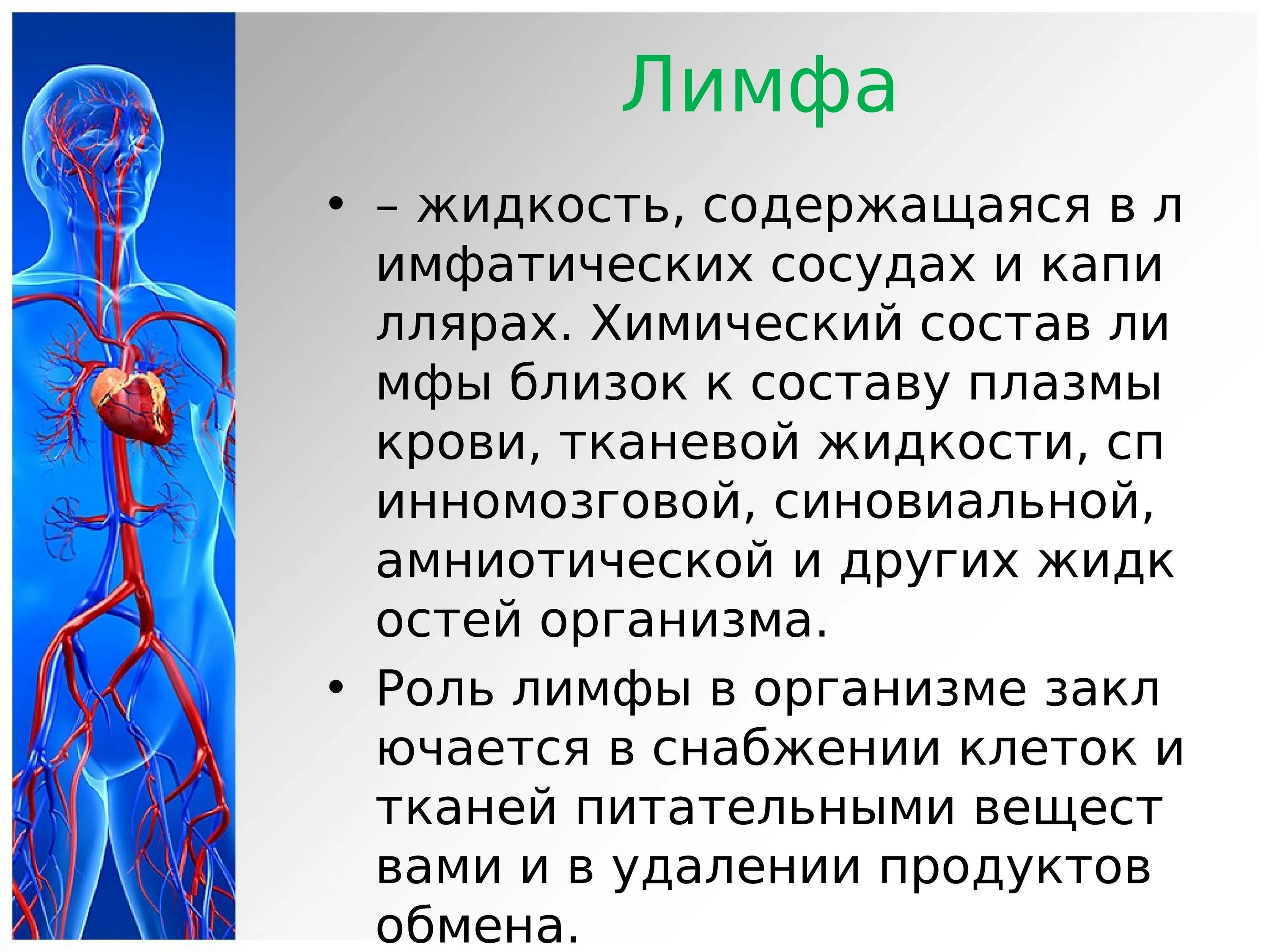 Сообщение о сердечно сосудистой системе. Сердечно сосудистая система. строение сердечно сосудистой системы человека. строение и функции сердечно-сосудистой системы. ссс сердечно сосудистая система.