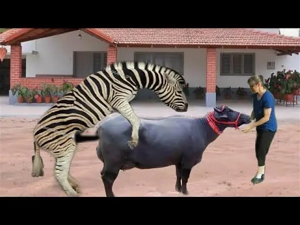 Mating men. Horse mating 2025. donkey mating cow. donkey and cow meeting.
