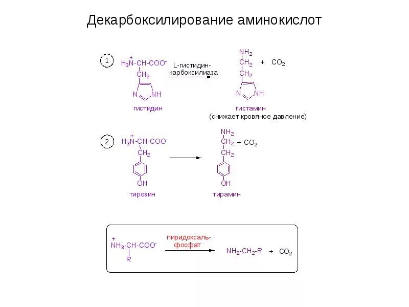 Схемы реакций декарбоксилирования аминокислот. Декарбоксилирования аминокислоты тирозина. Декарбоксилирование аминокислот схема. Декарбоксилирование аминокислот биохимия схема. Декарбоксилирование аминокислот реакция